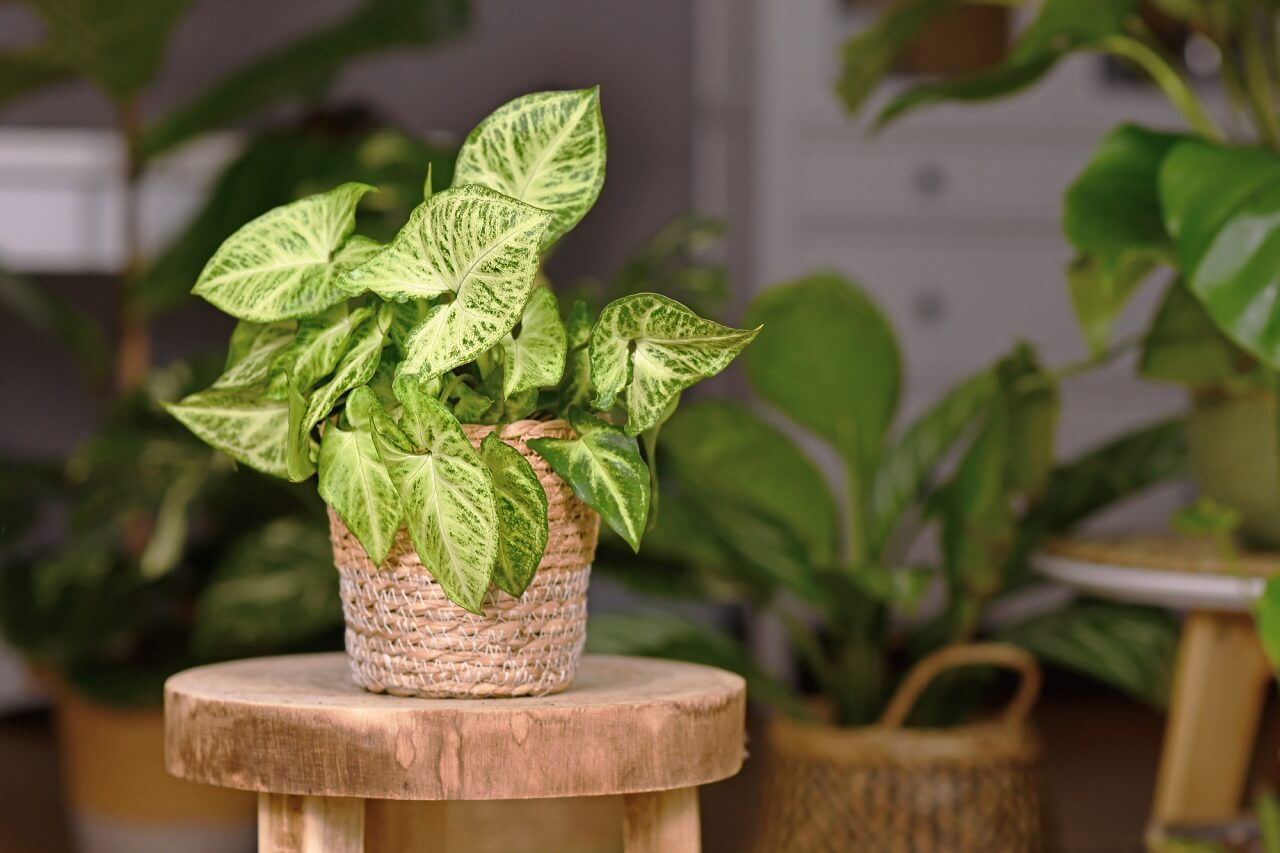 are arrowhead plants easy to care for