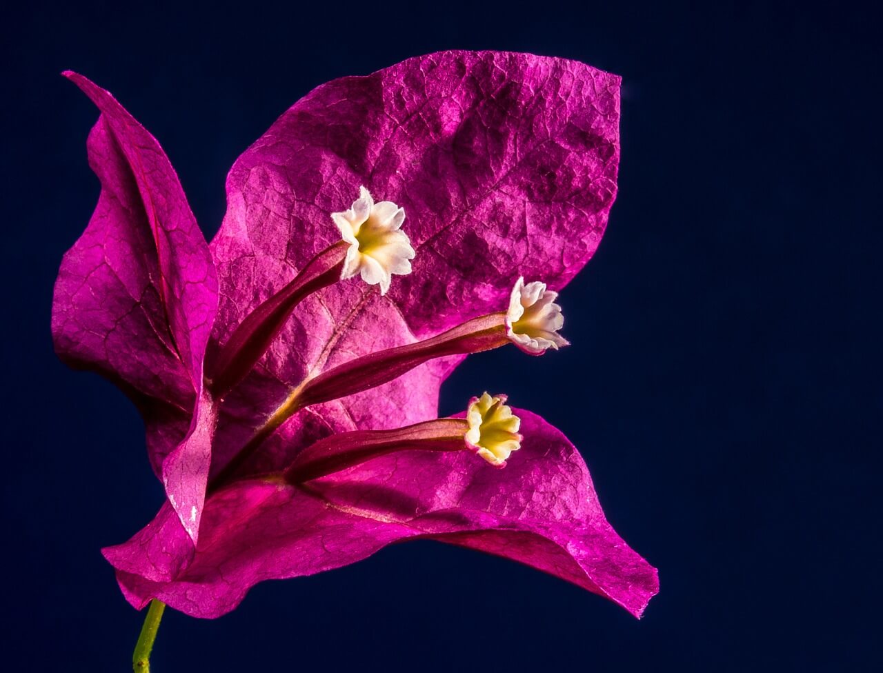 how to care for bougainvillea plants in winter