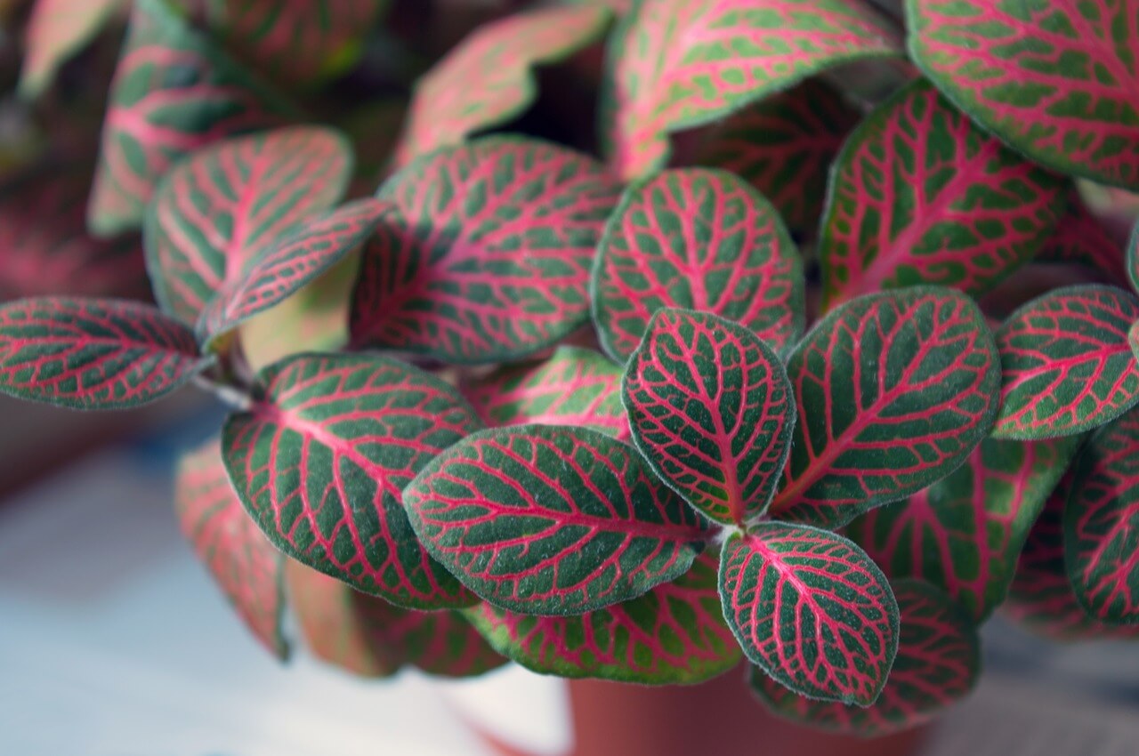 why is fittonia called nerve plant