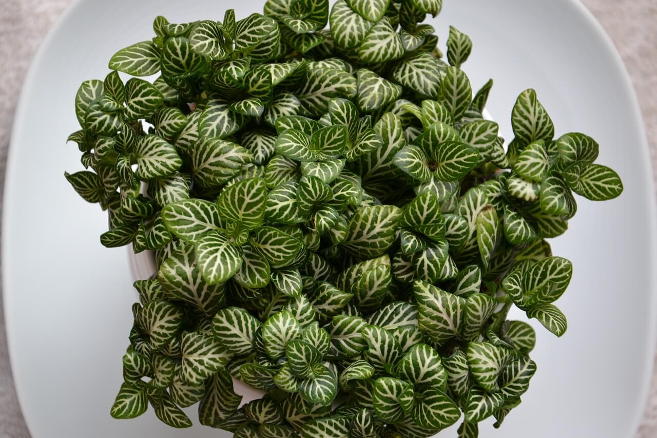 how fast does fittonia grow
