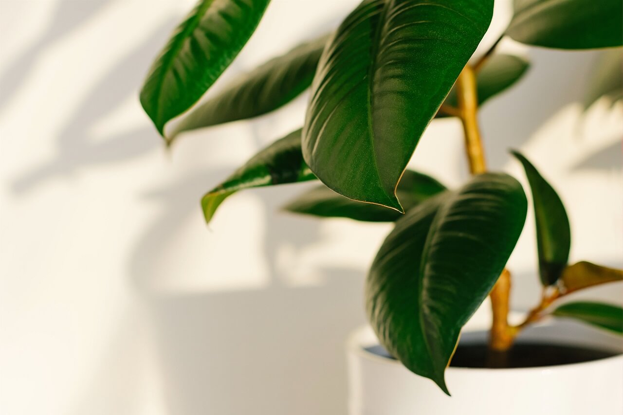 How Often to Repot a Rubber Plant