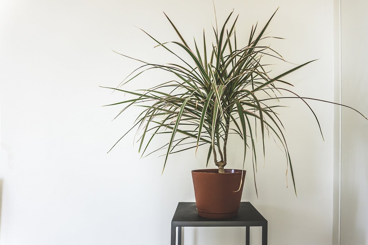 How do you know when to repot a dragon tree