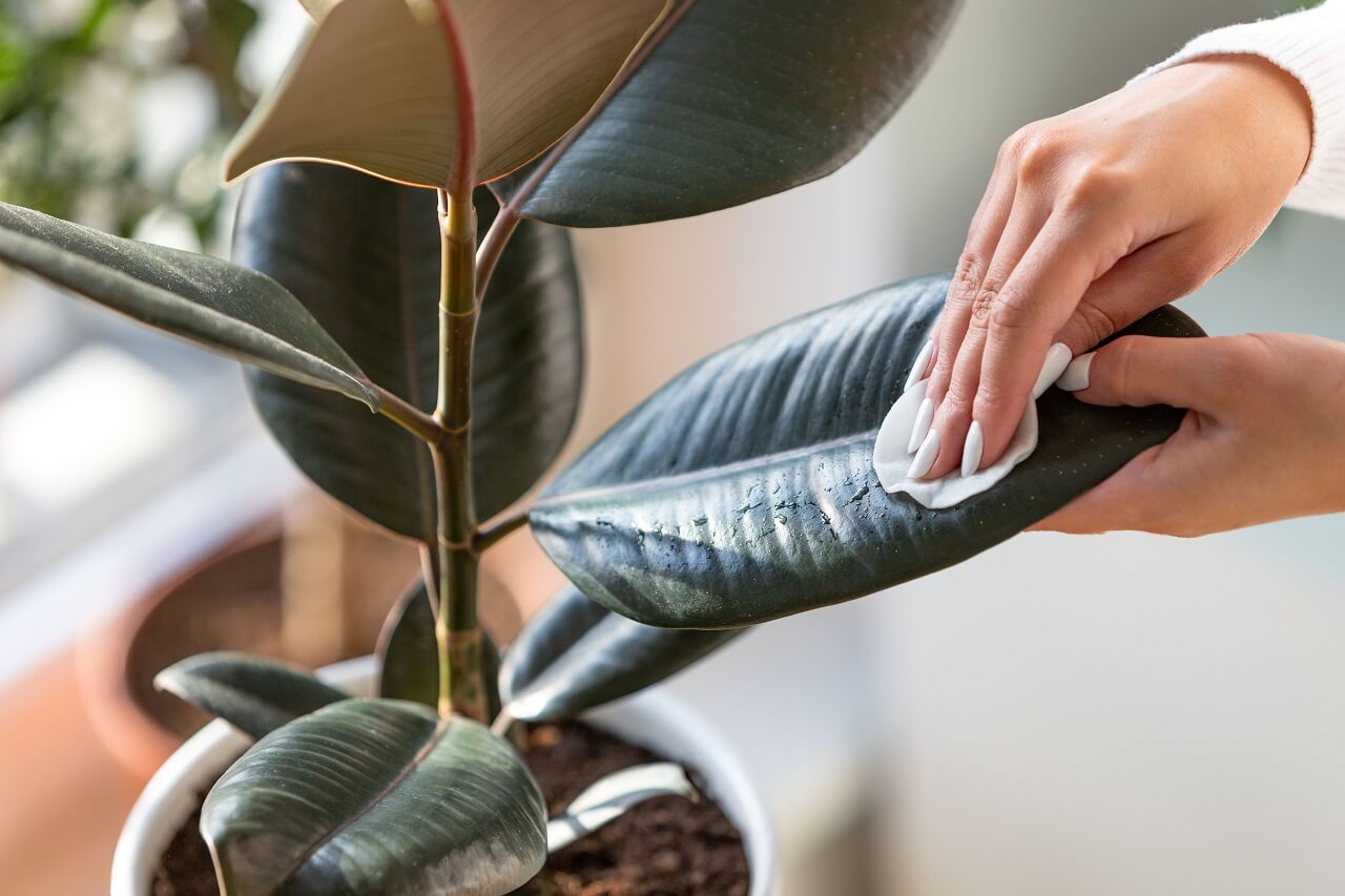 How to Revive a Rubber Plant