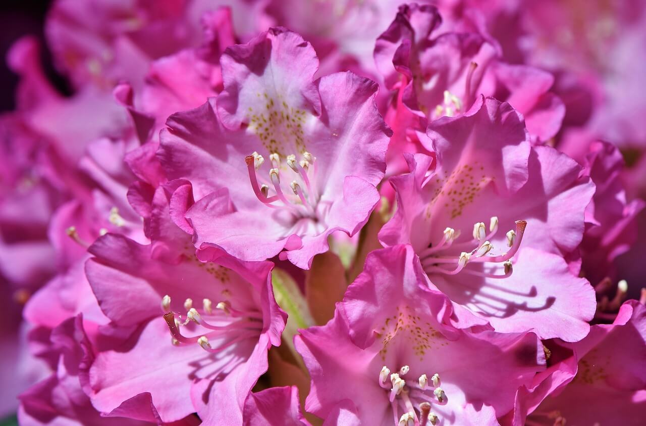 how to make rhododendrons bloom