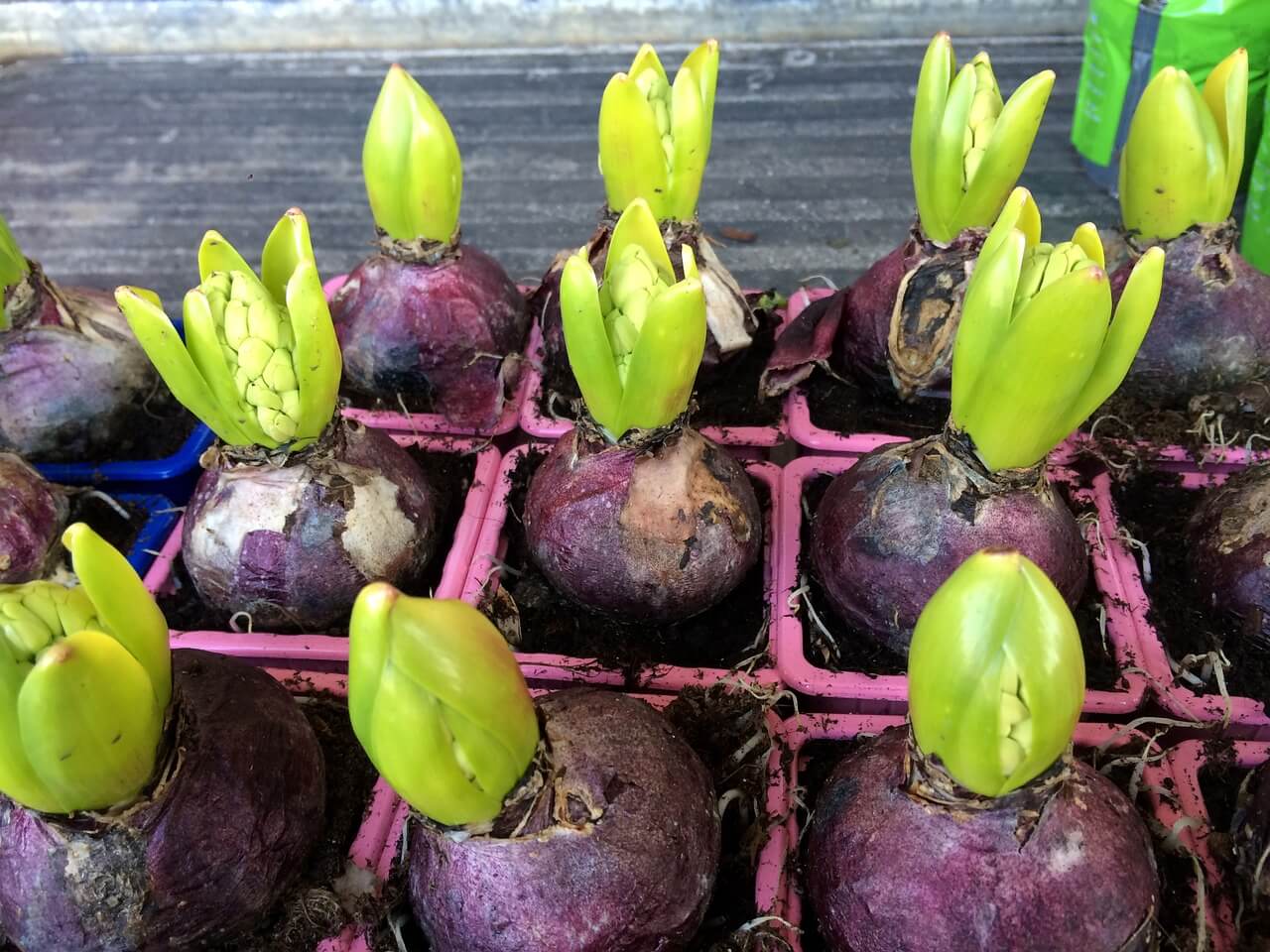 where do hyacinths grow best