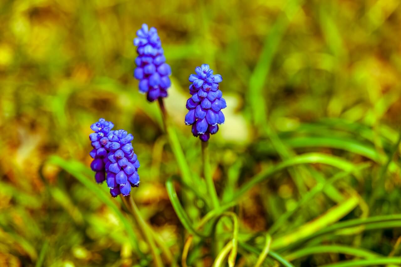 how to care for hyacinth outdoors