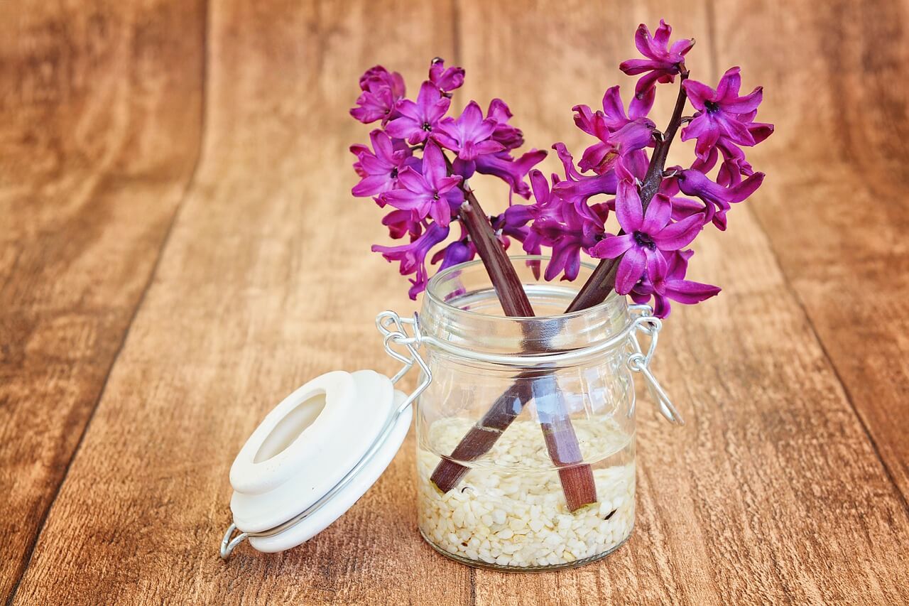 how do you harvest hyacinth flowers