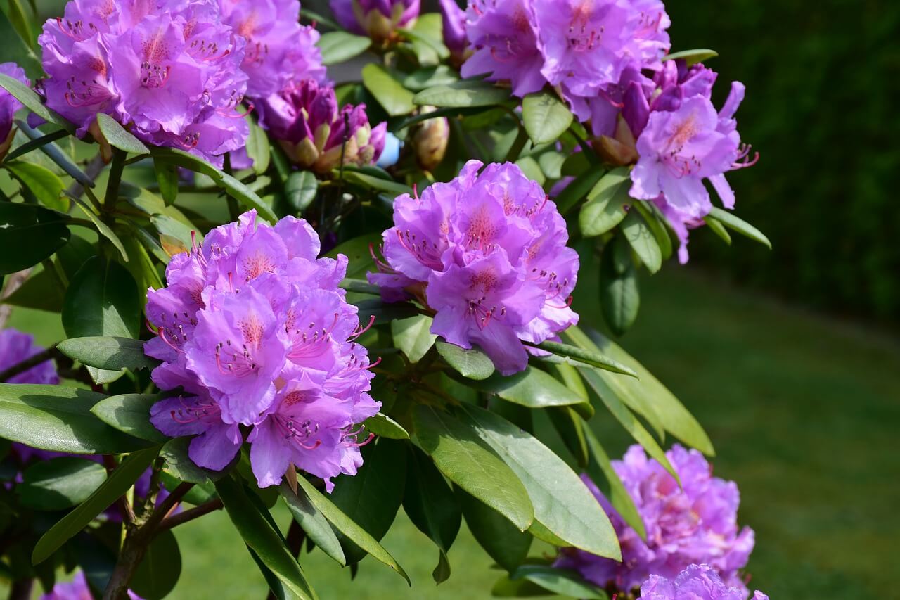 why didn't my rhododendrons bloom this year