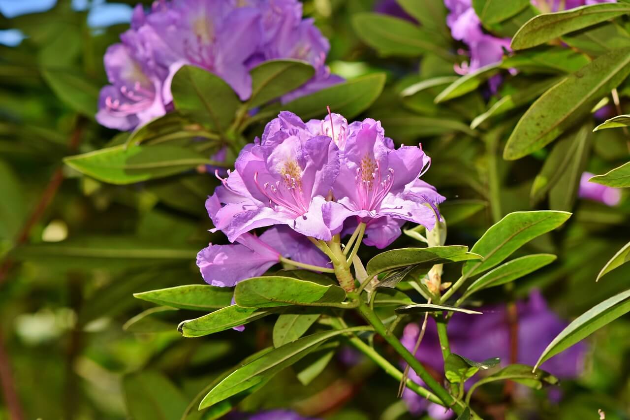 how do I get more flowers on my rhododendron