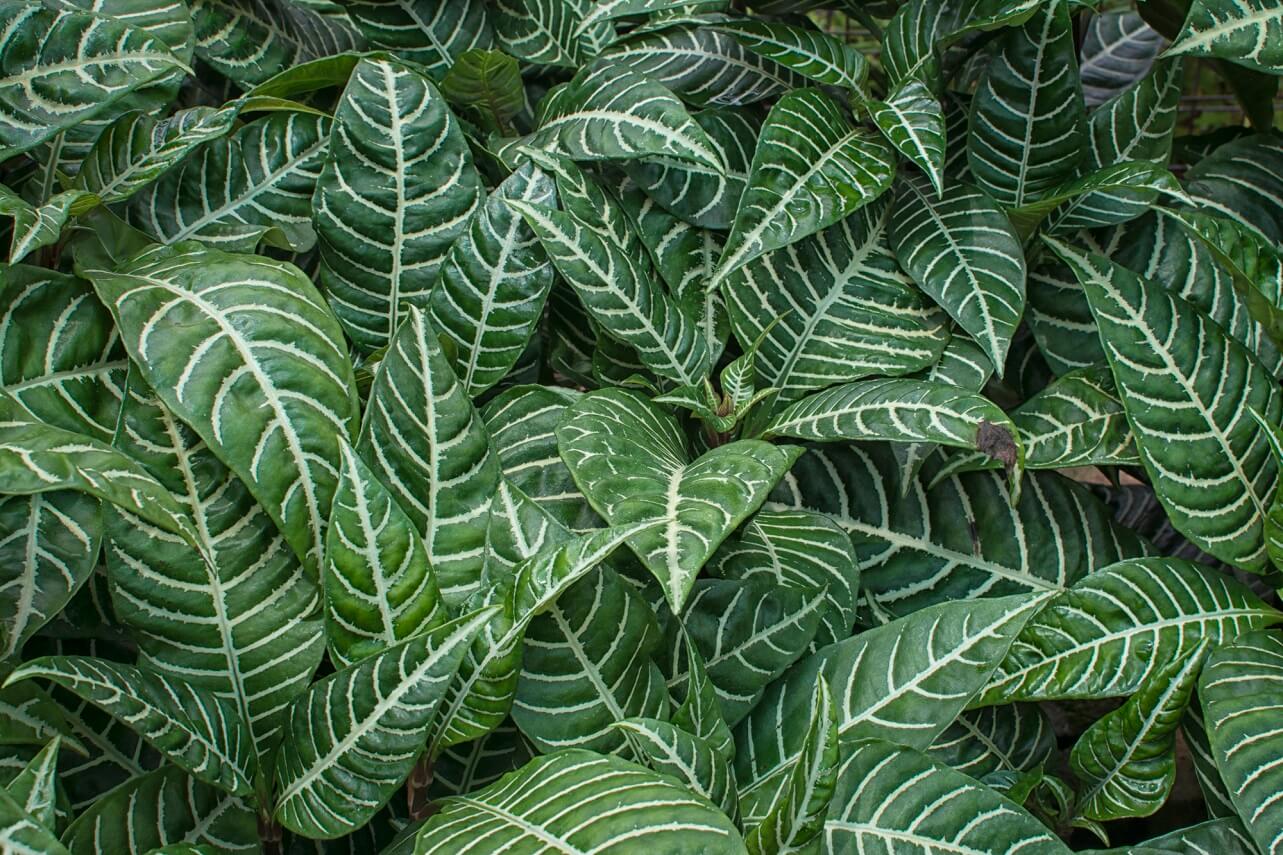 what causes zebra plant leaves to turn brown at the tips
