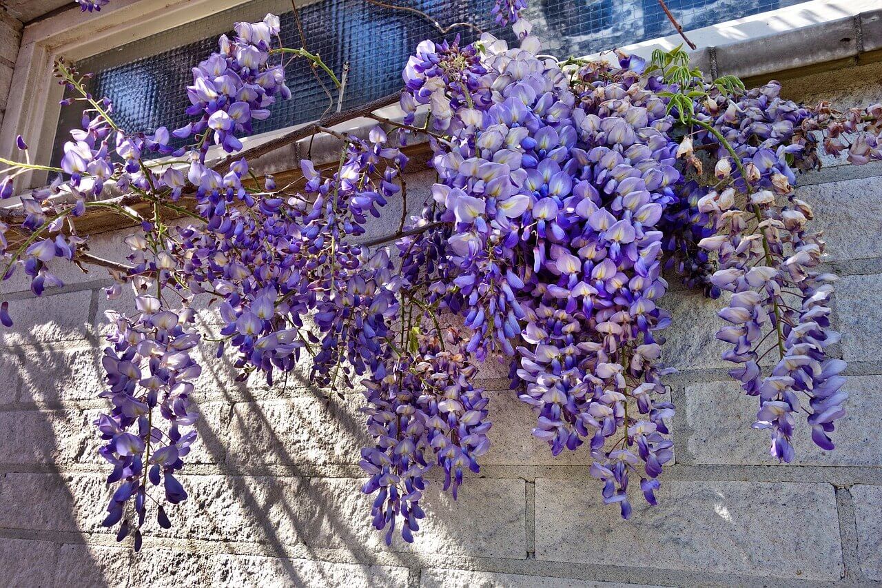 how often to water wisteria