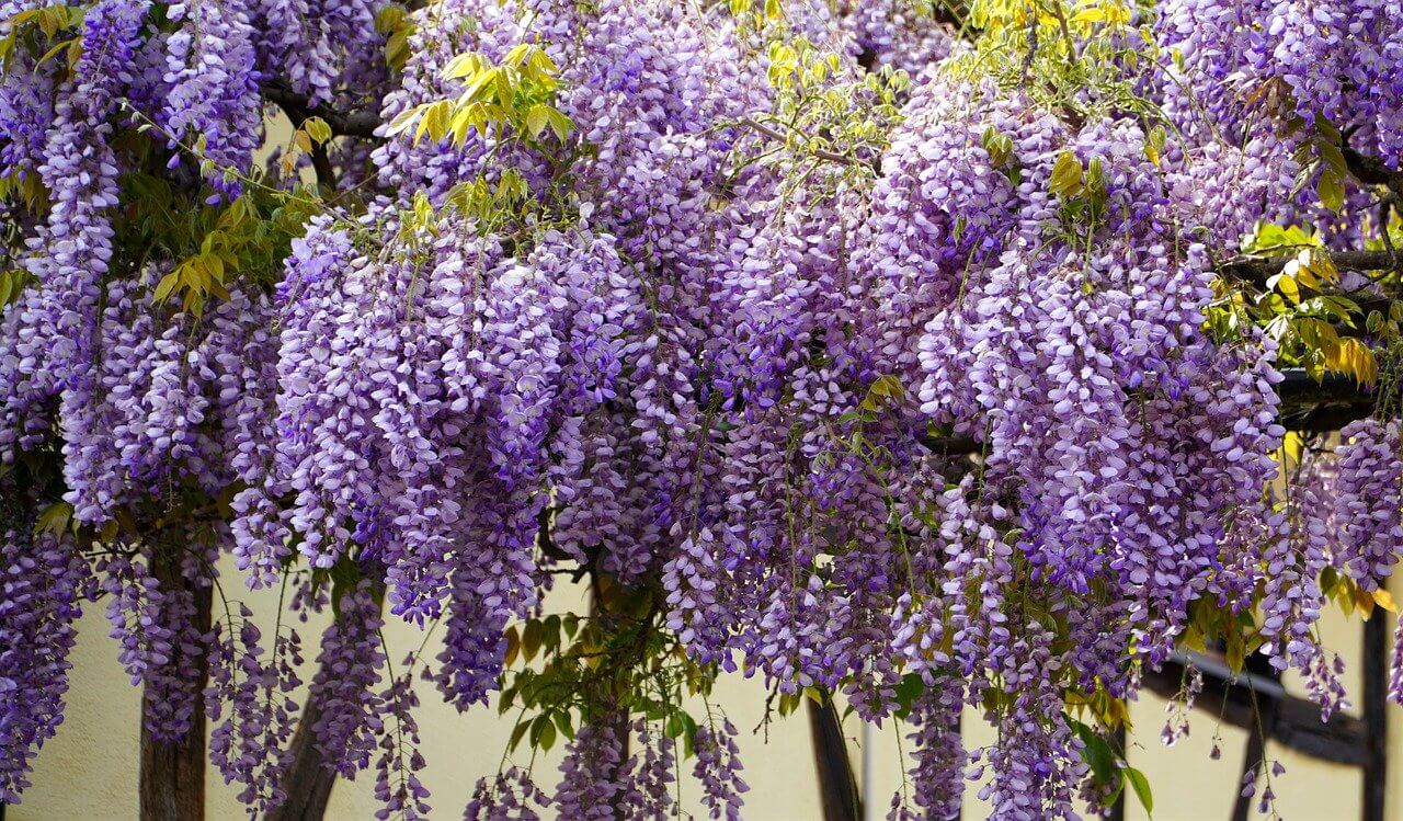 why is my wisteria not blooming