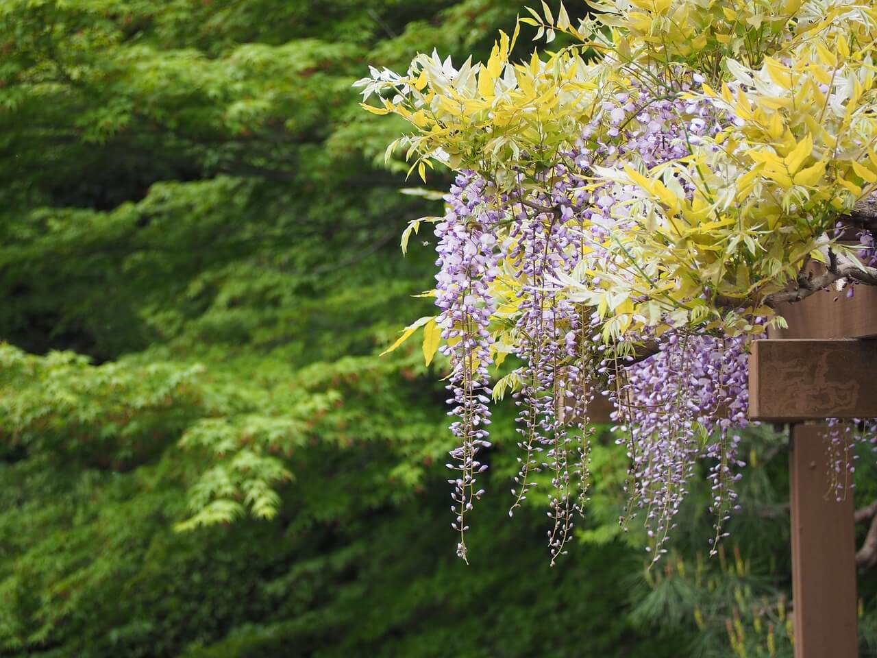 what to plant under wisteria