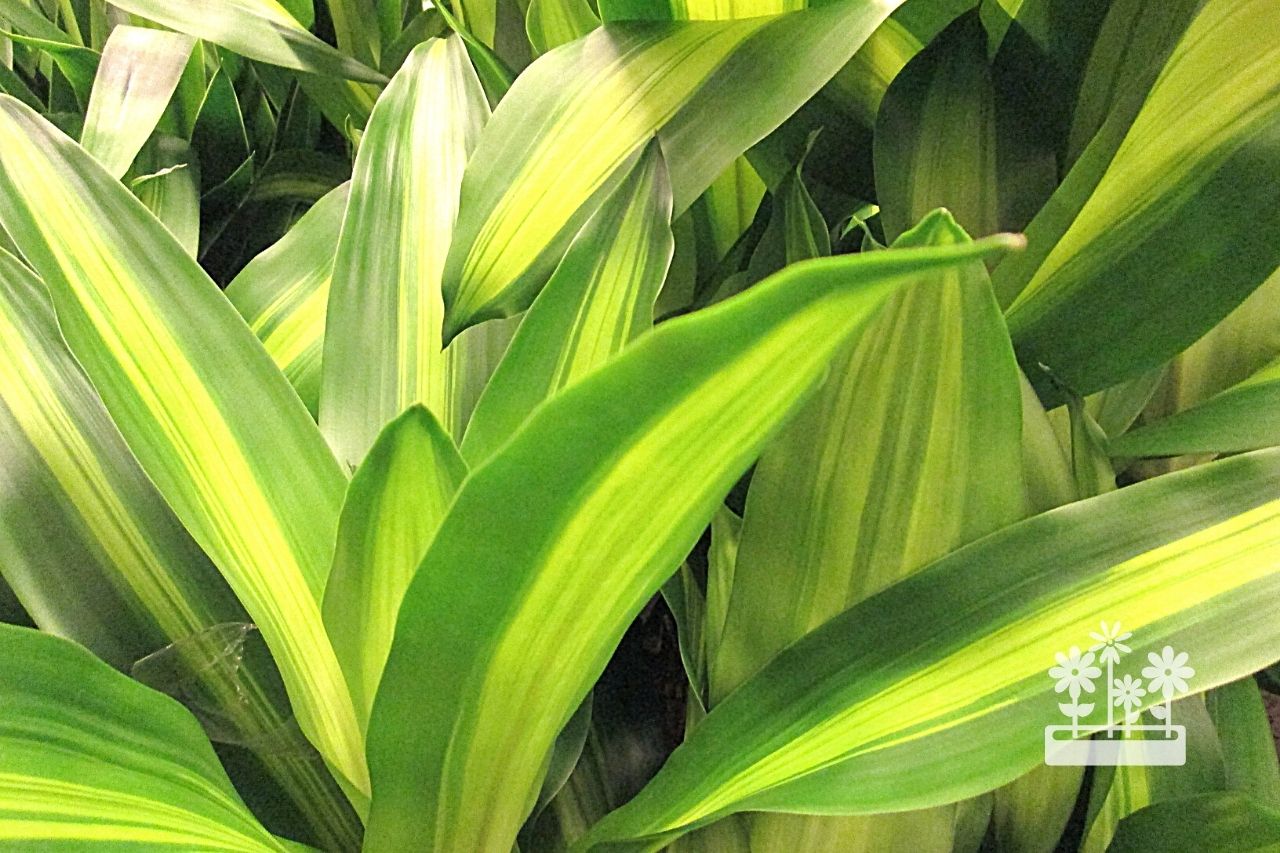 How To Care For Dracaena Corn Plant?