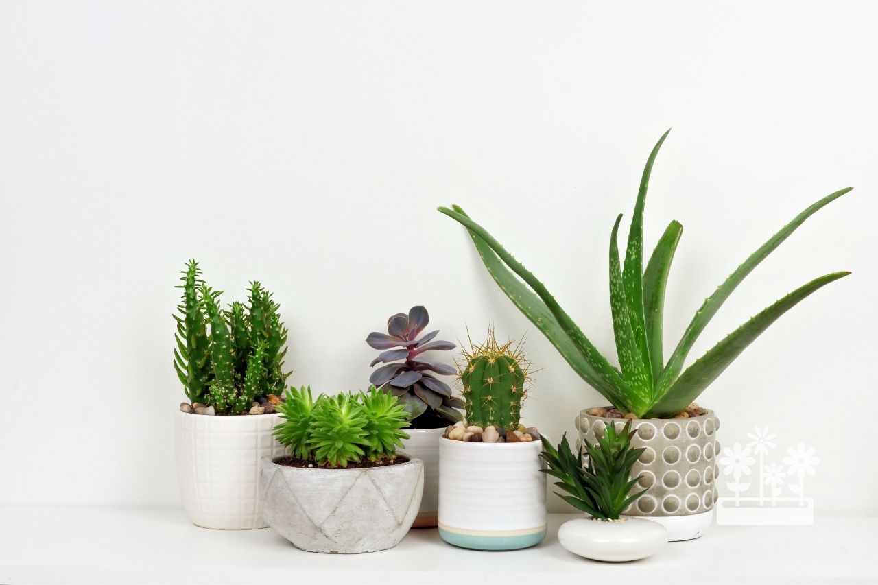 Houseplants That Are Good In Direct Sunlight