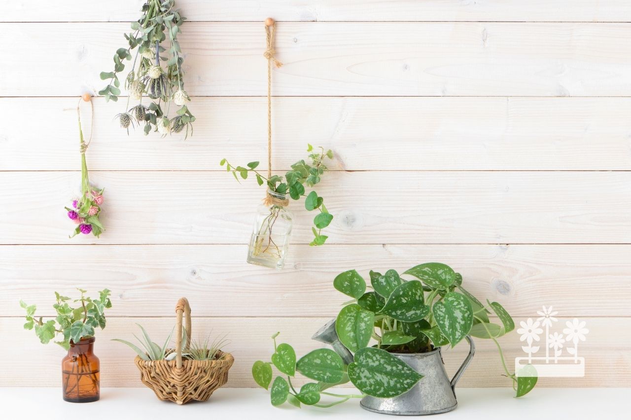 What Are the Benefits of Indoor Plants