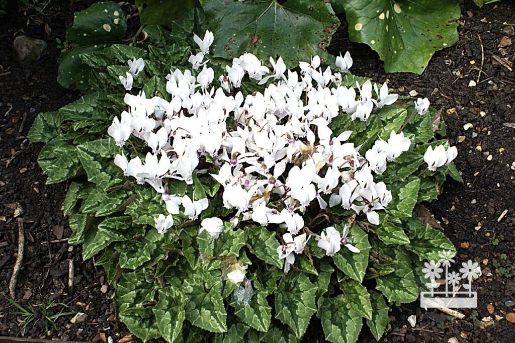How Do You Store Outdoor Cyclamen For Next Year?