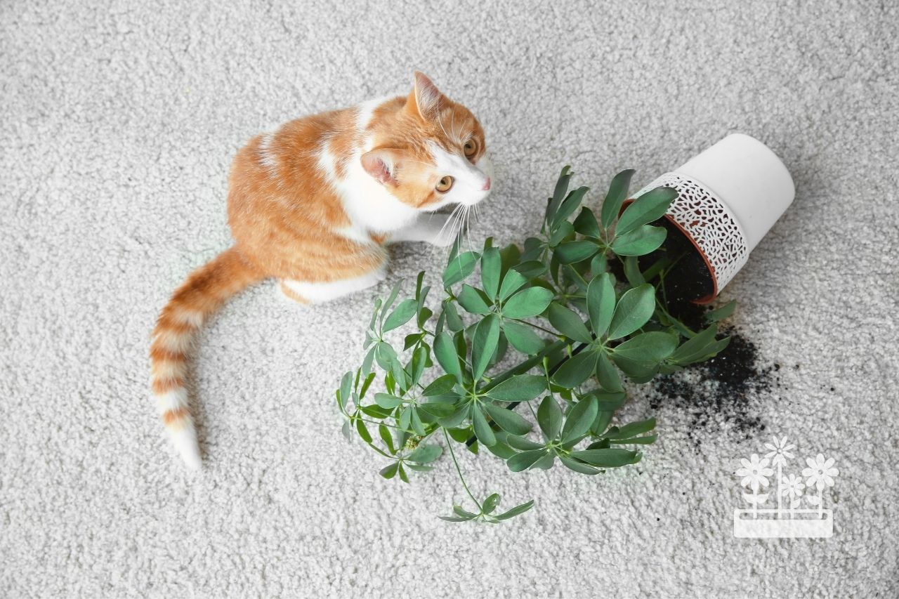 Which Plants are Harmful to Cats