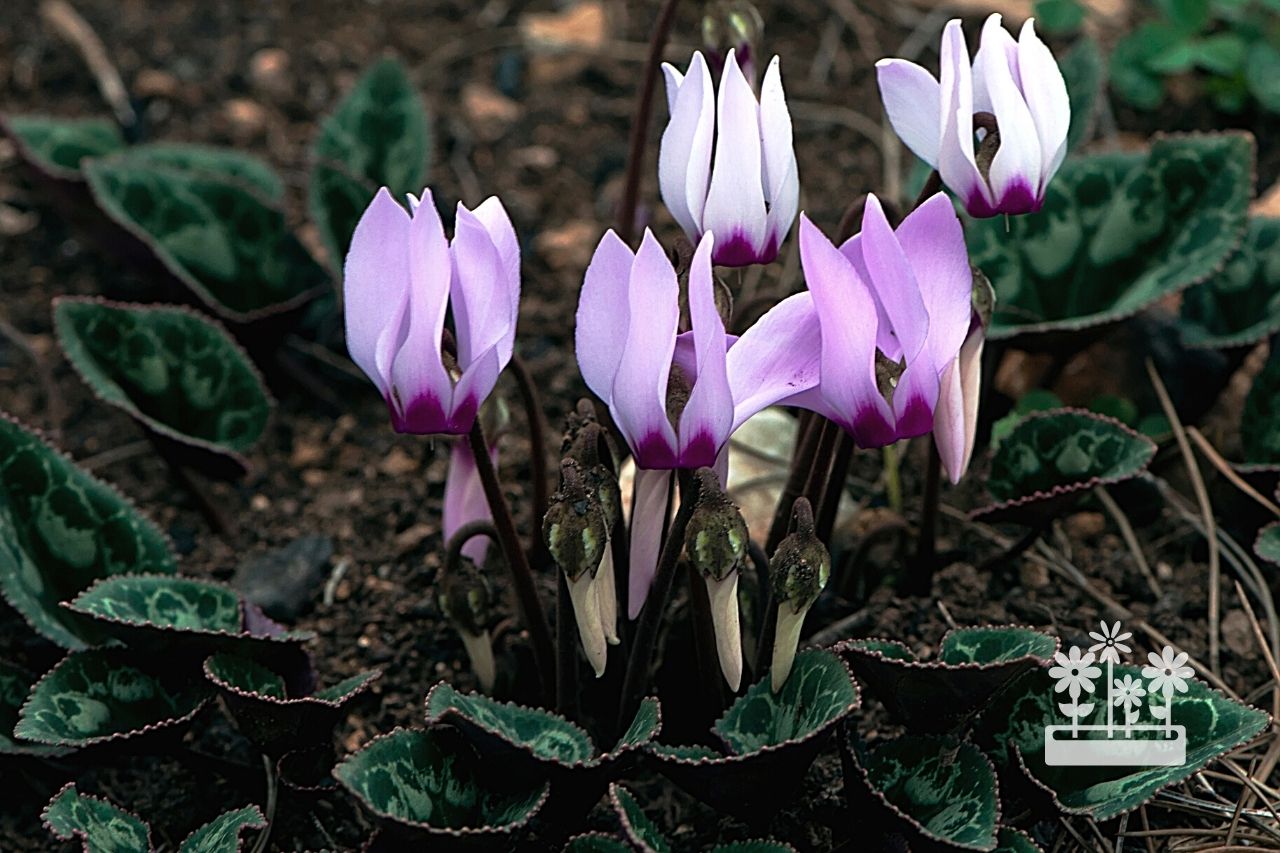 What To Do With Outdoor Cyclamen After Flowering