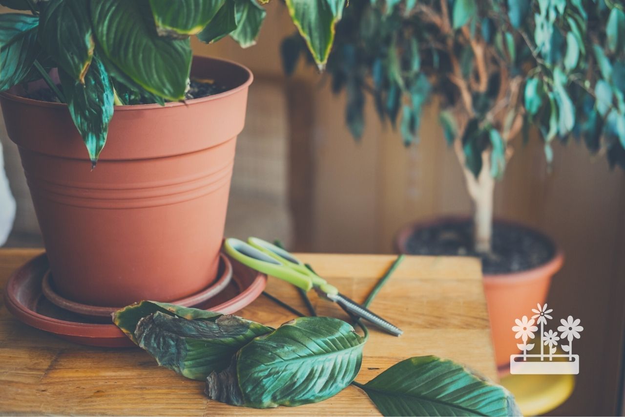 How To Stop Gnats From Getting Into Houseplants?