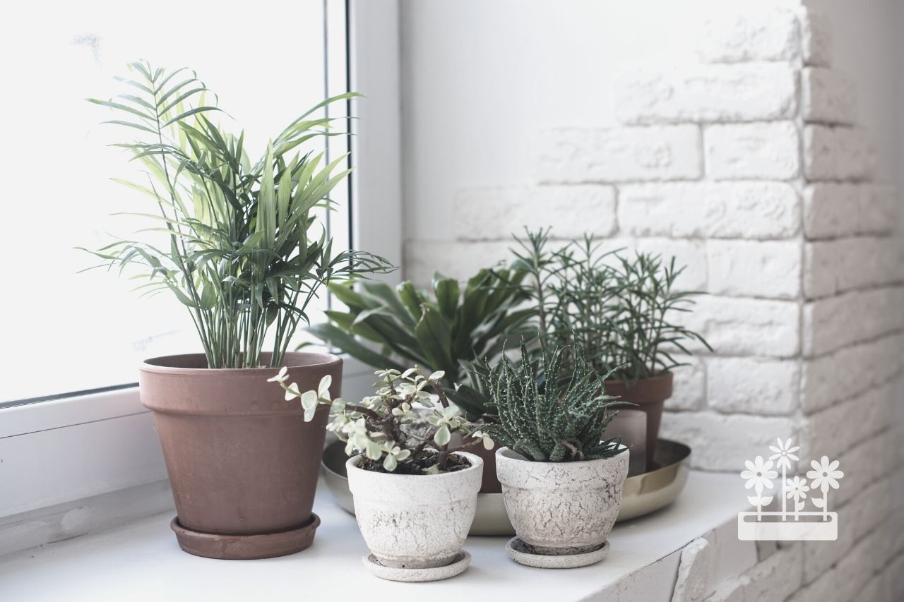 How Do I Keep My Plants Warm In The Winter Windows