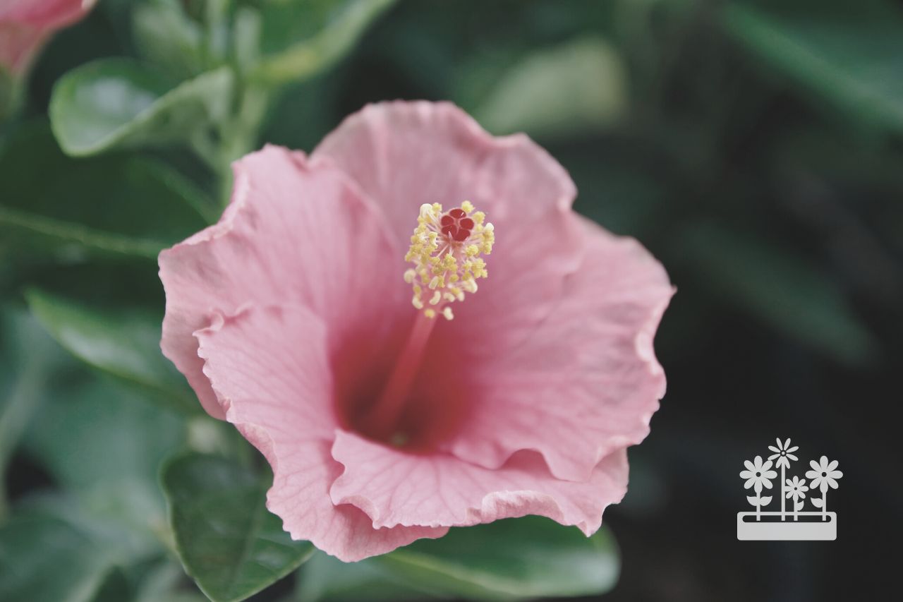 How To Plant Hibiscus