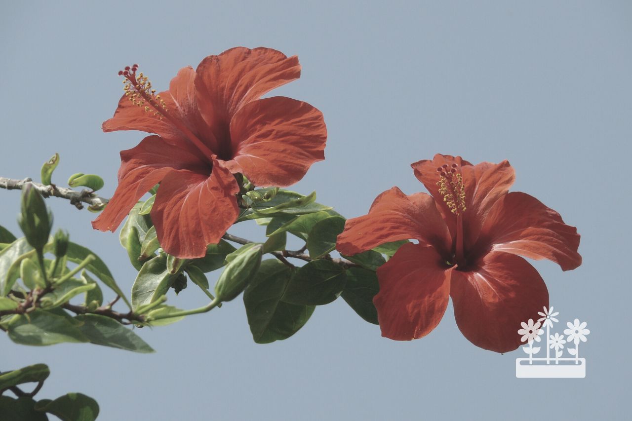 How To Grow A Hibiscus From Seed
