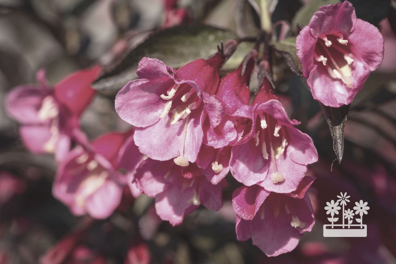how to care for weigela