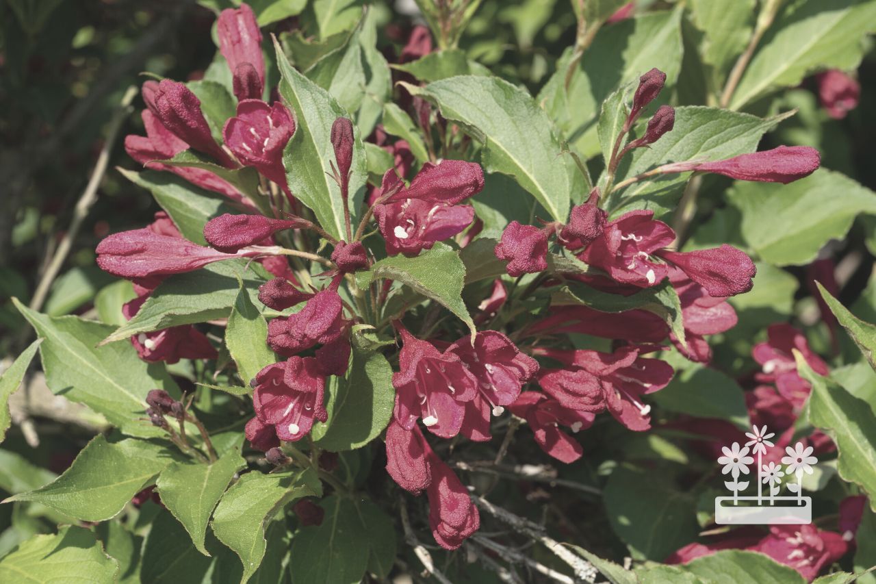 Why Is My Weigela Dying