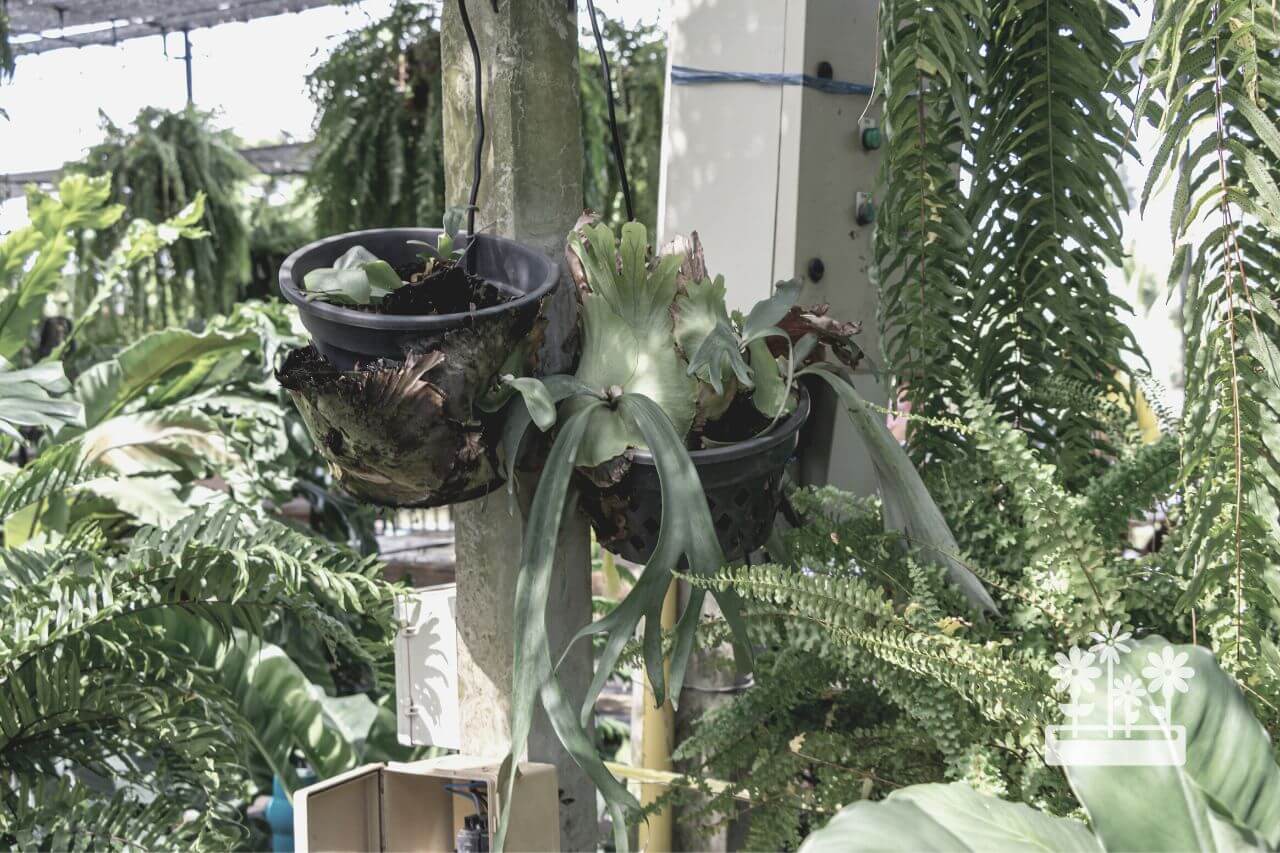 how to hang a staghorn fern