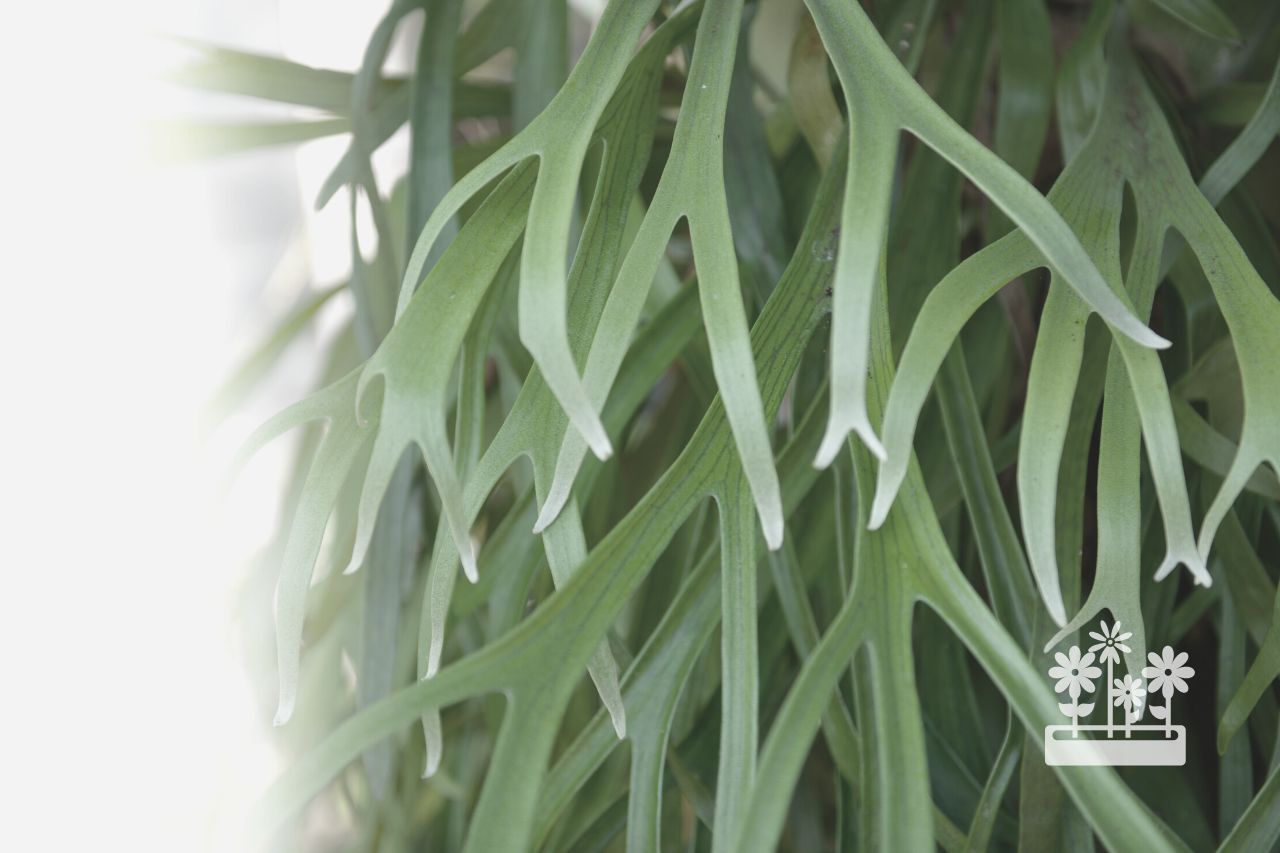 How To Care For A Staghorn Fern