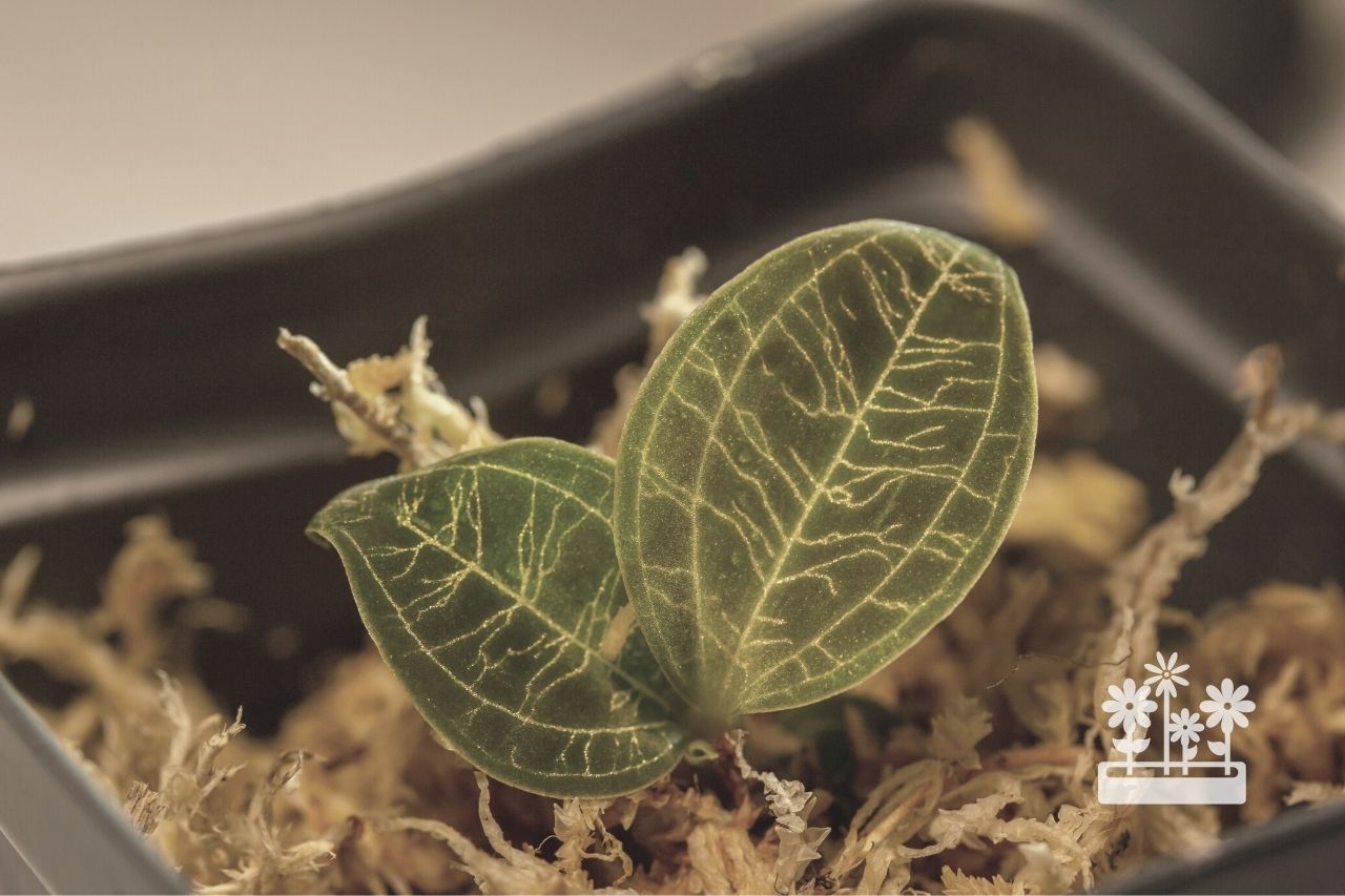 How To Propagate A Jewel Orchid