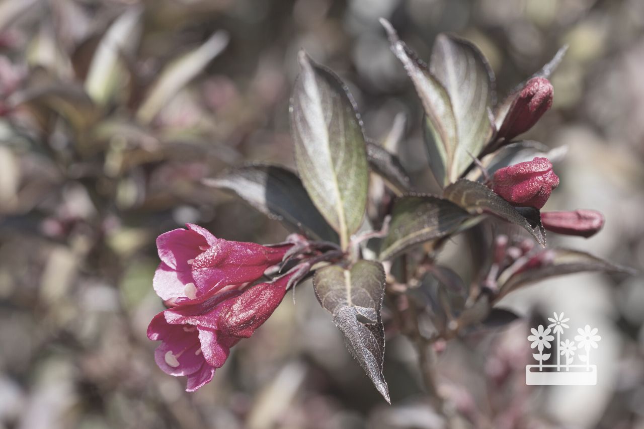 How To Prepare Weigela For Winter