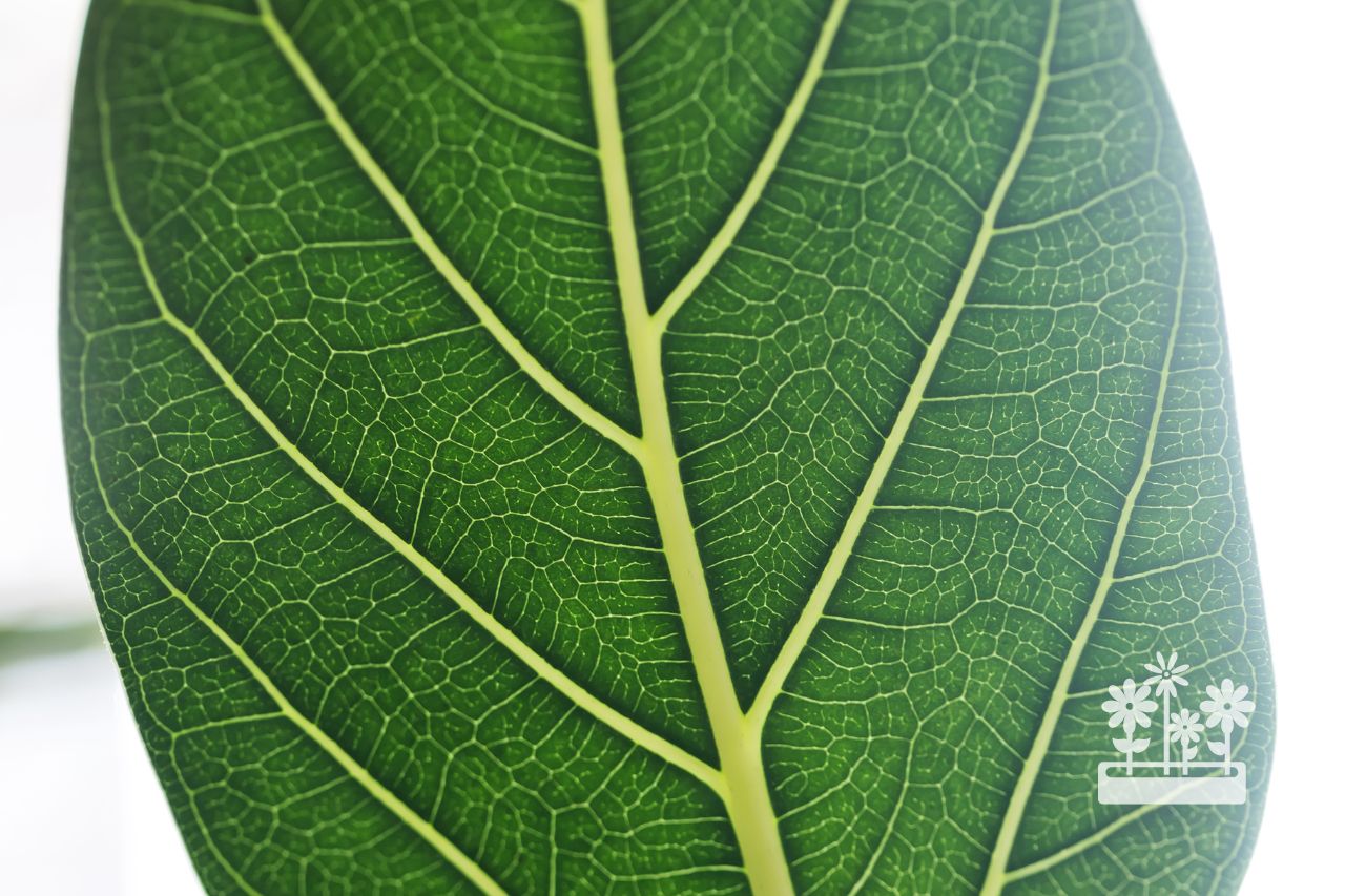 Can You Propagate A Ficus Audrey Leaf