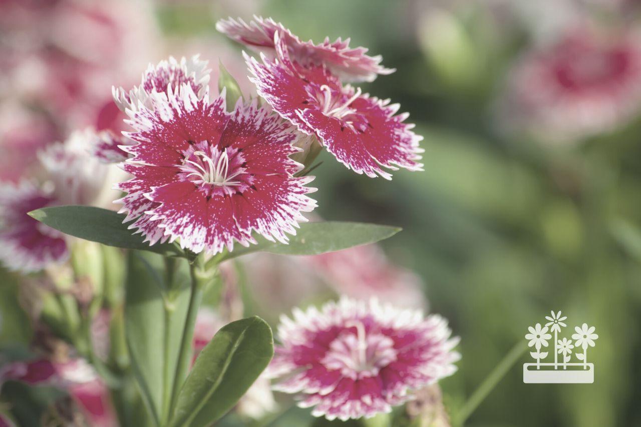 How To Propagate Dianthus