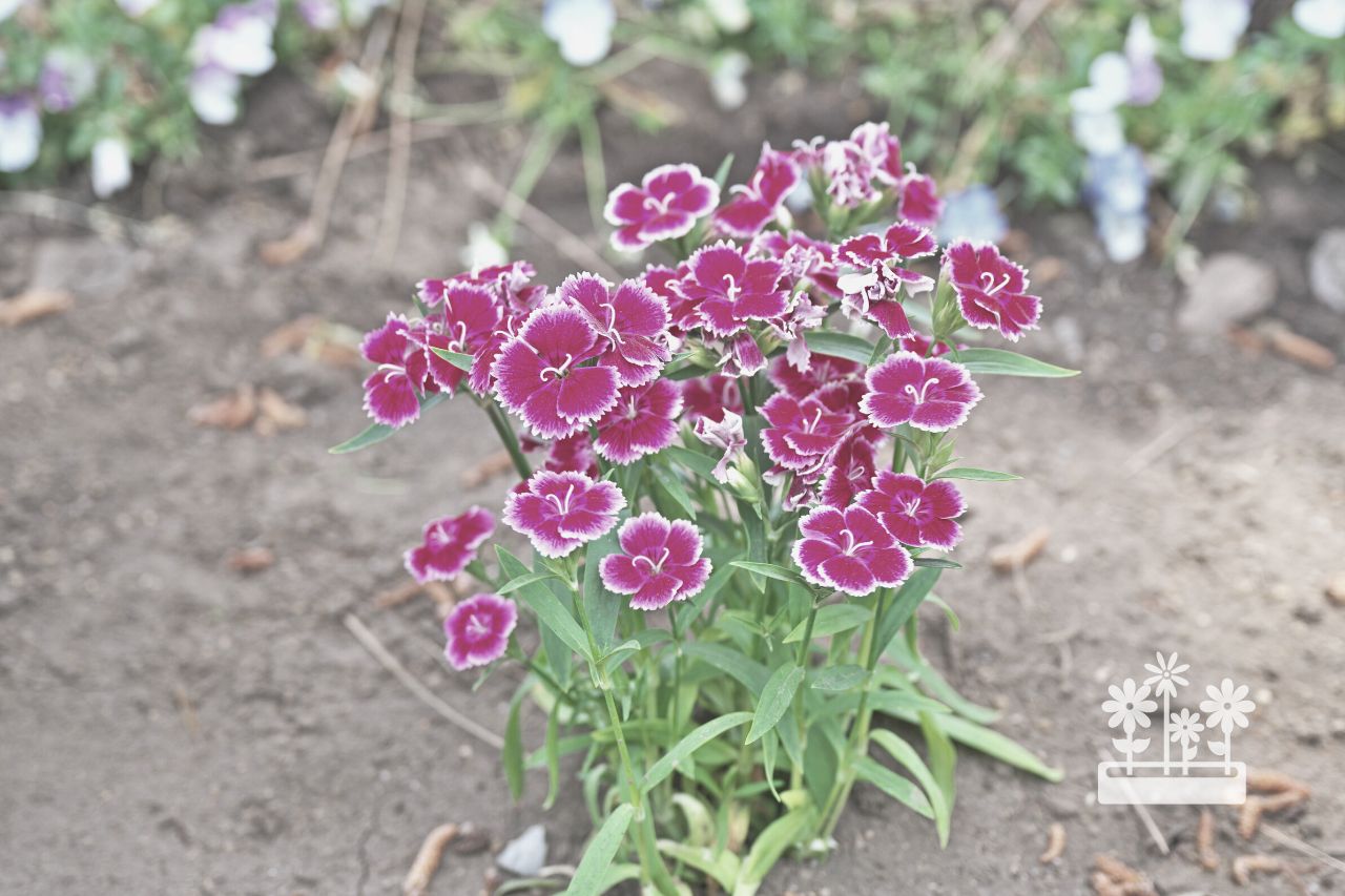 How To Plant Dianthus