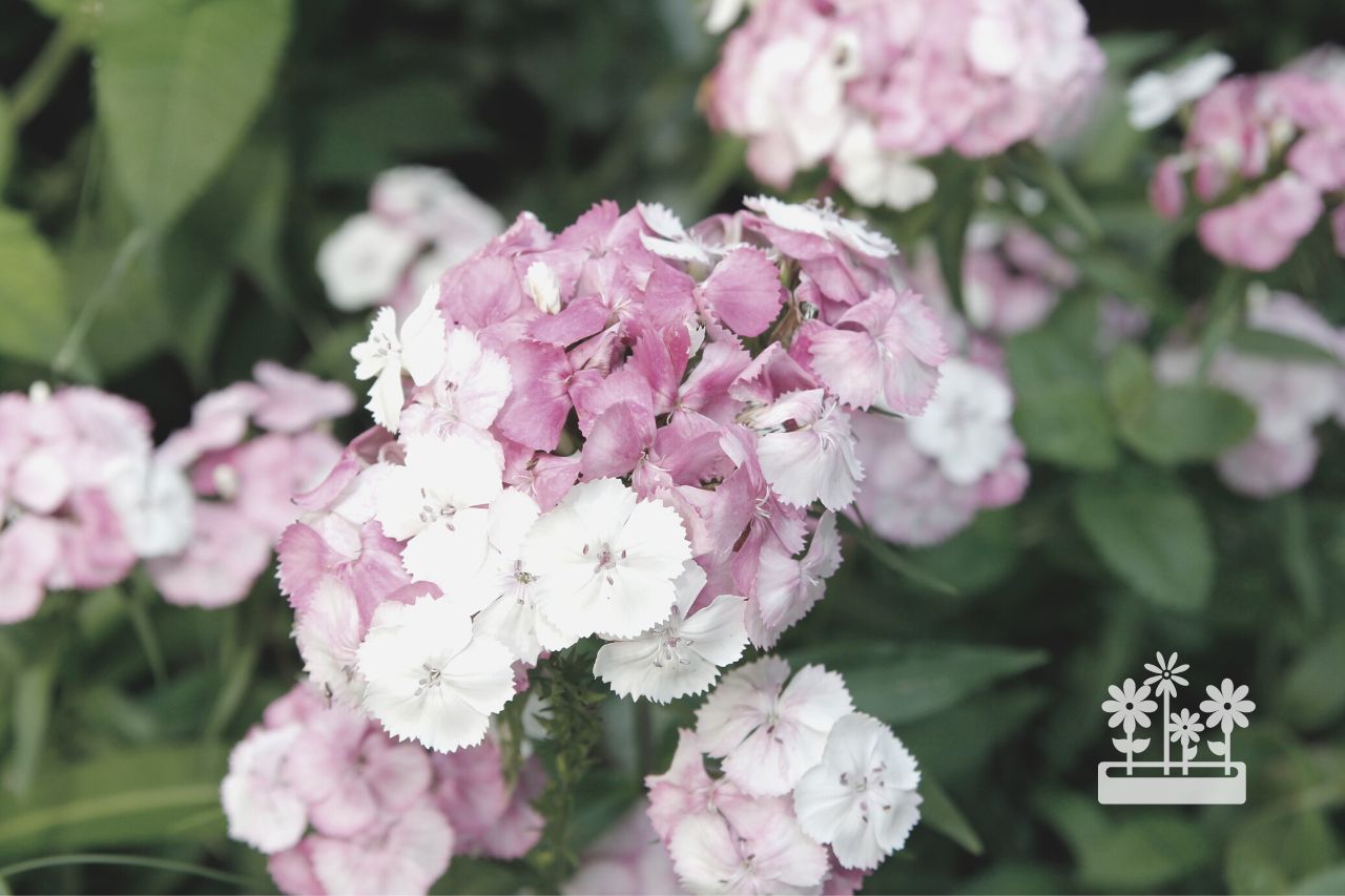 how to deadhead dianthus