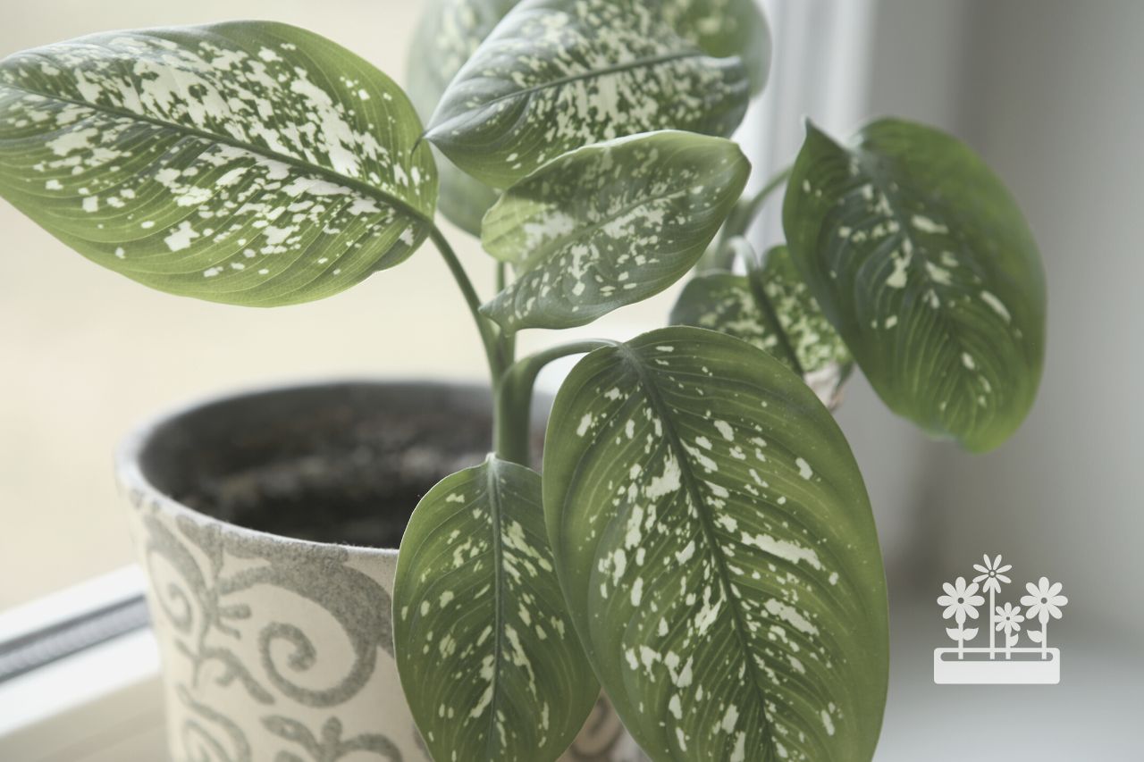 Which Is Better Philodendron Or Pothos?