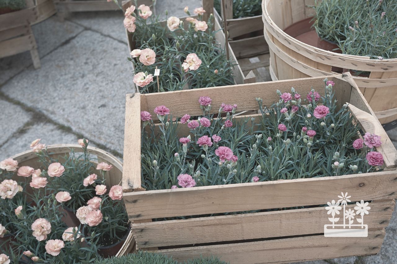 What Is The Lowest Temperature Dianthus Can Handle?