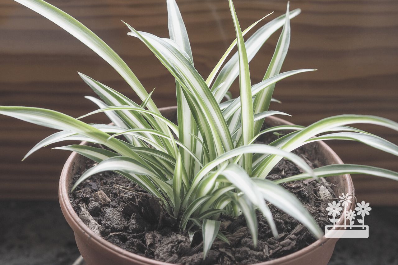 how to grow healthy indoor plants