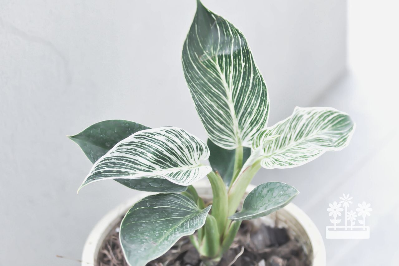 how to care for a philodendron