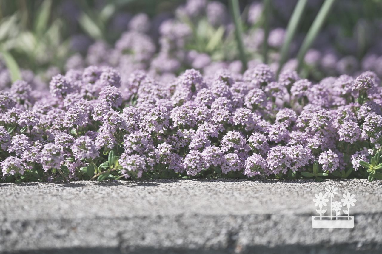 When Does Creeping Thyme Bloom