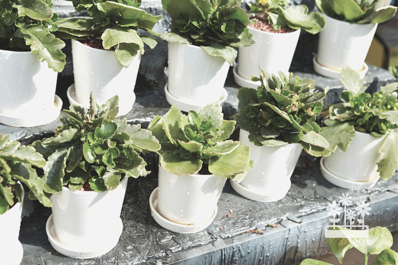 can you grow houseplants in a greenhouse