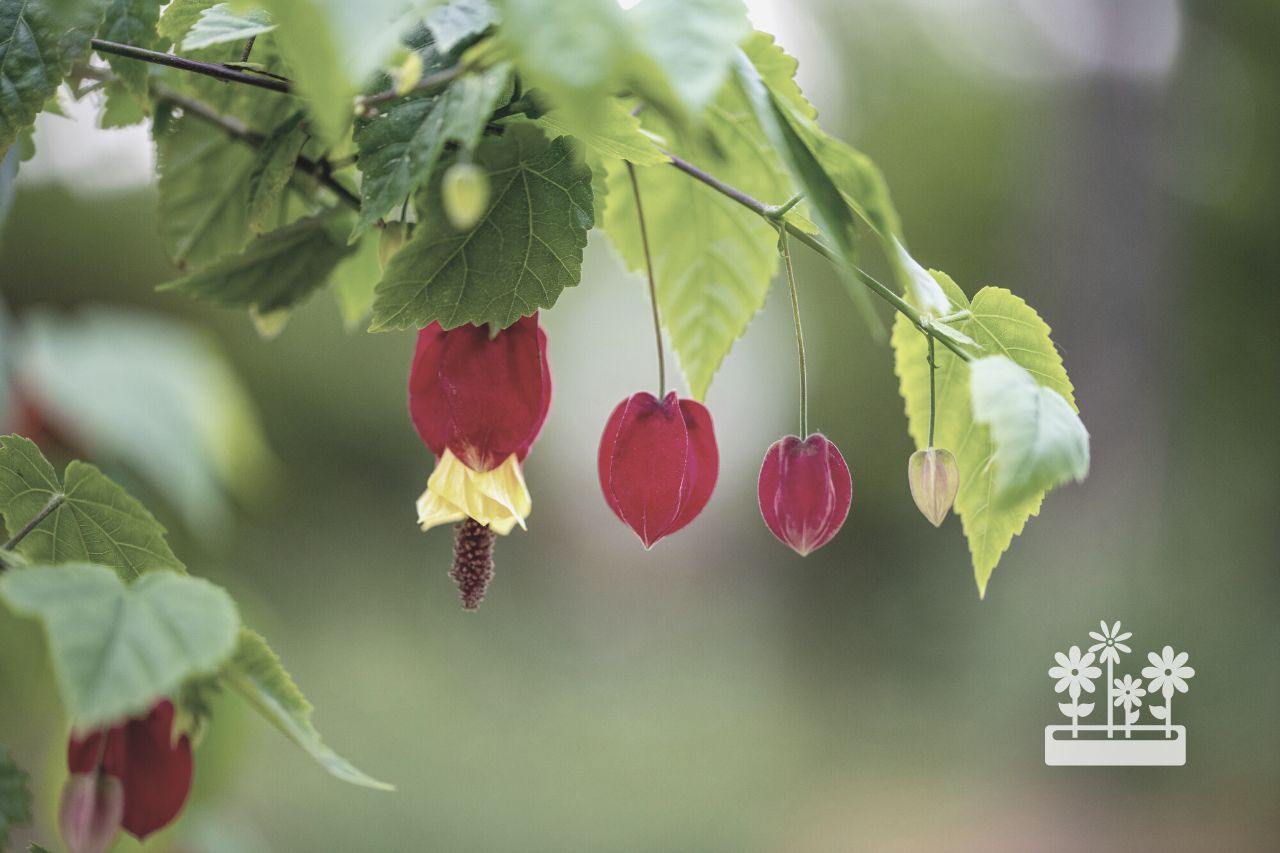 how to grow abutilon from cuttings
