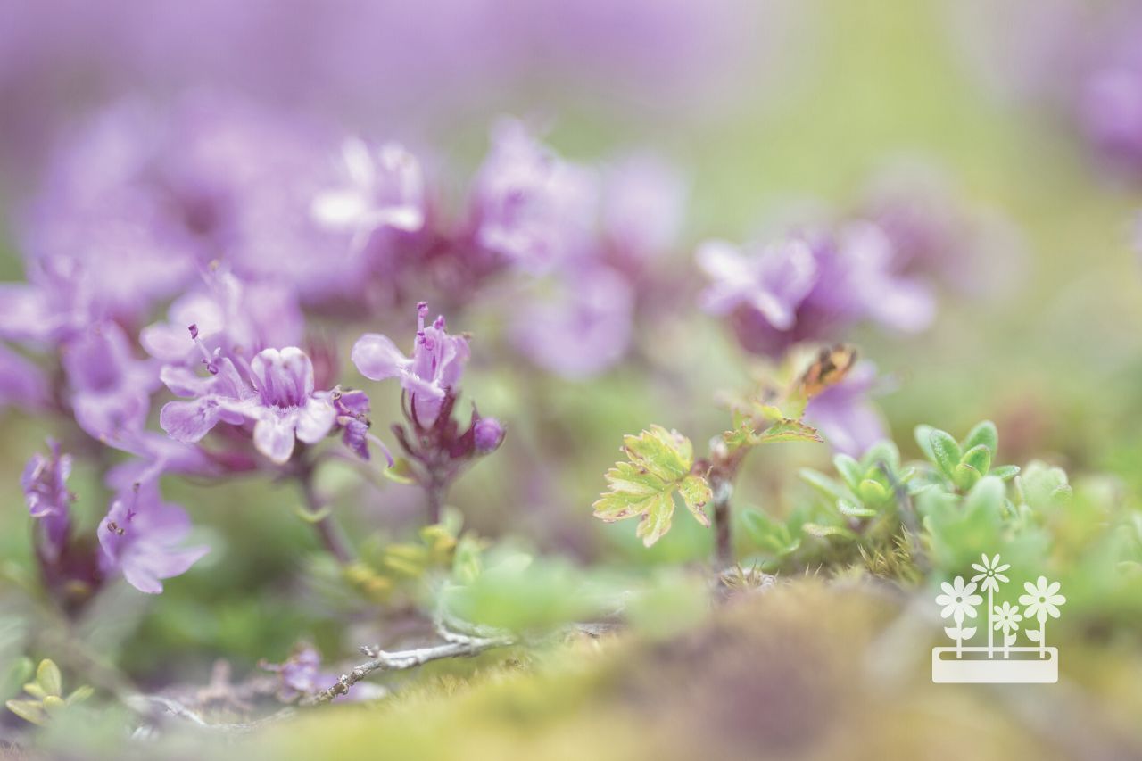 how to plant creeping thyme seeds