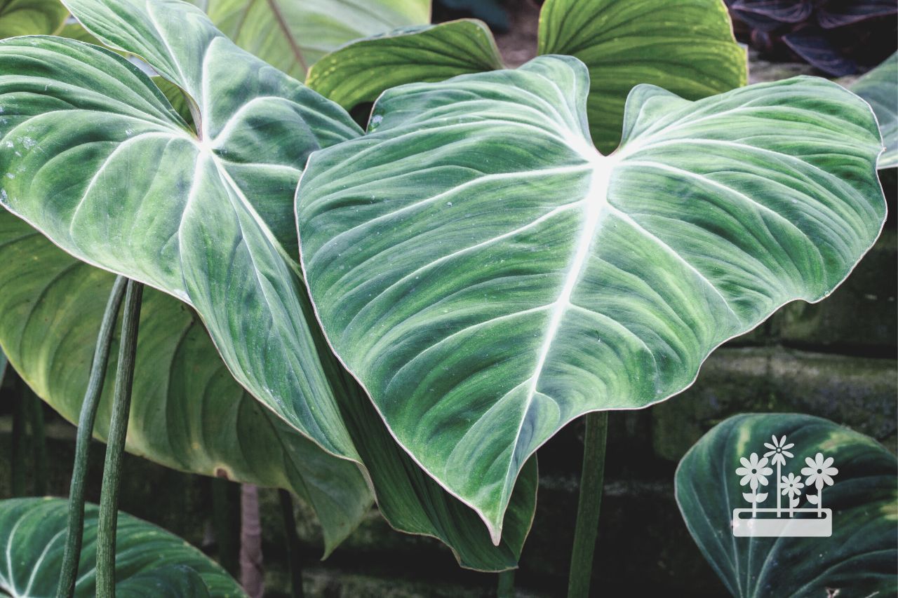 how to prune a philodendron
