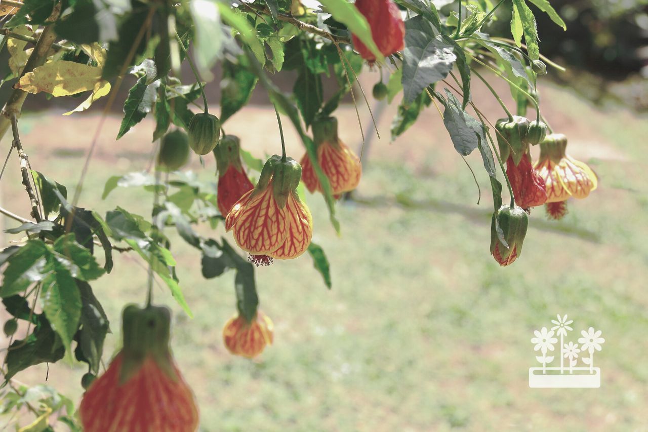 how to keep abutilon from getting leggy
