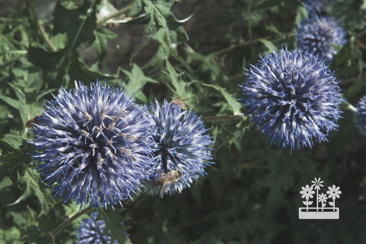 how to harvest globe thistle seeds
