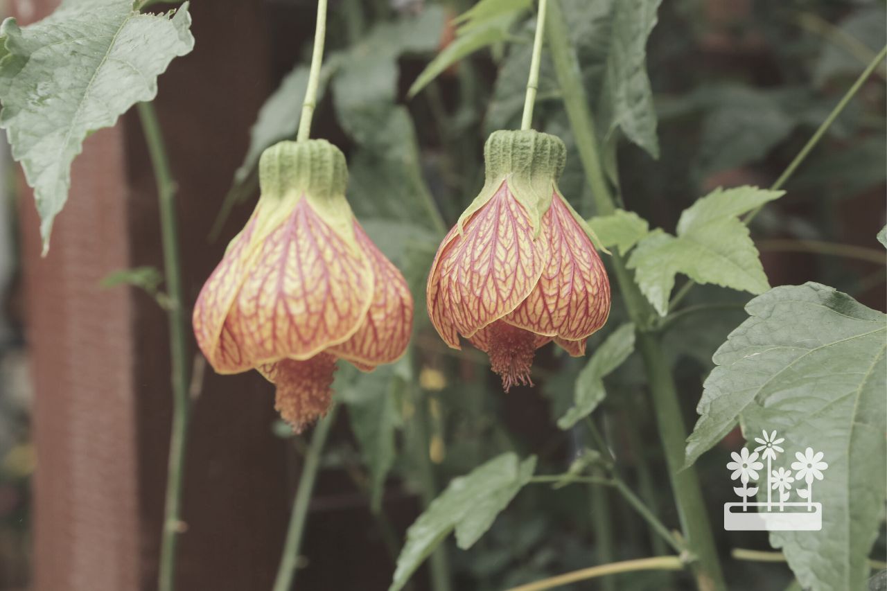 why is my abutilon not flowering