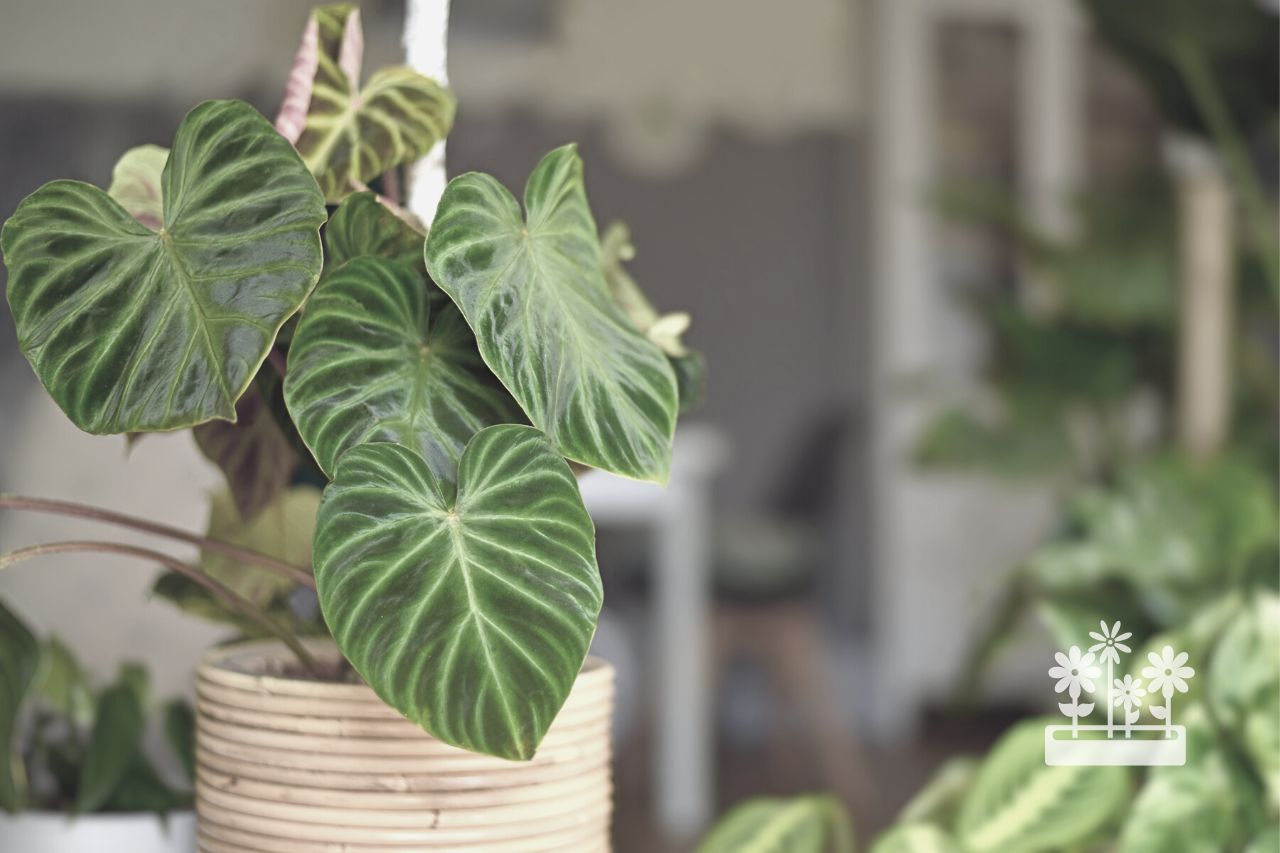 What Is The Difference Between Pothos And Philodendron?